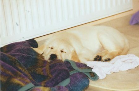 Golden Retriever Gina ersten Stunden zu Hause