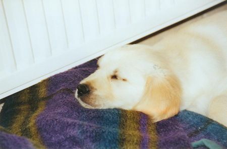 Golden Retriever  Ginas  erste Stunden zu hause