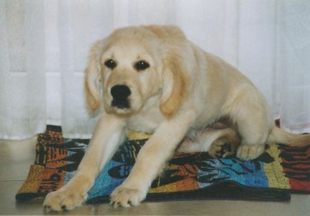 Golden Retriever Gina 12 wochen