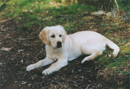 Golden Retriever gina