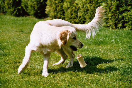 Golden Retriever Unsere Süsse