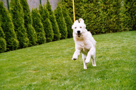 Golden Retriever Fliegende Gina