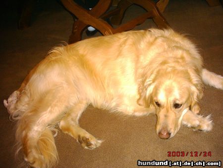 Golden Retriever Boah,is mir langweilig...