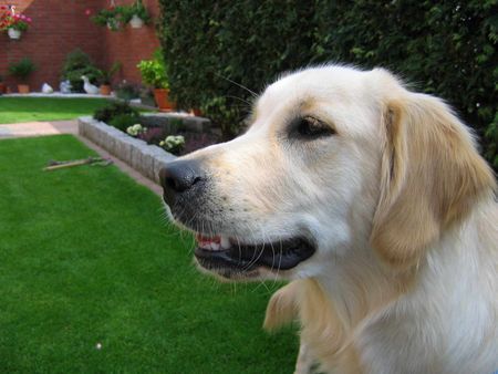 Golden Retriever Gina unser Sonnenschein