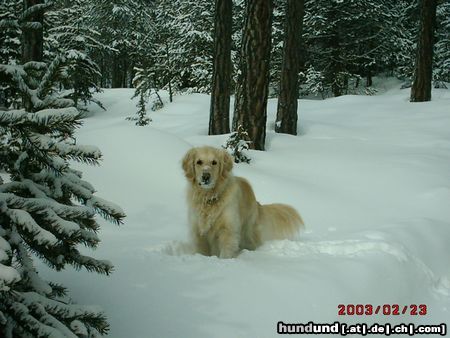 Golden Retriever Schnee kann so schön sein....