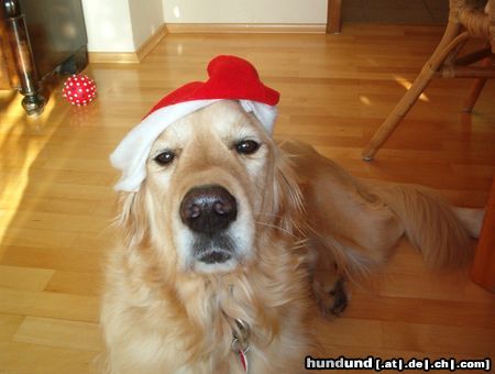 Golden Retriever Eine wahre Schönheit kann Nichts entstellen