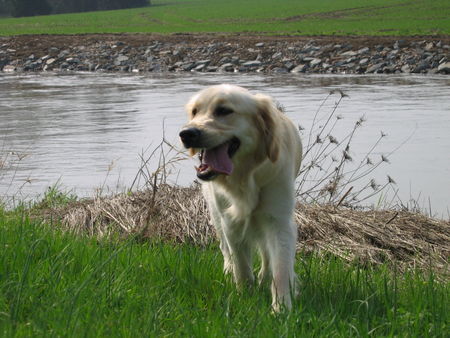 Golden Retriever unsere Gina