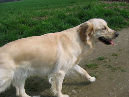 Golden Retriever unsere Gina