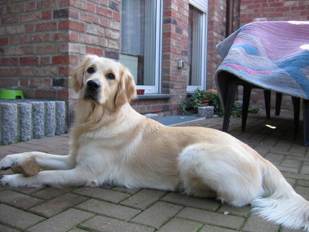 Golden Retriever Gina  2Jahre alt