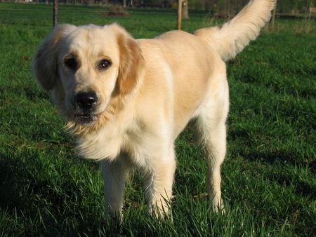 Golden Retriever Gina  2Jahre alt