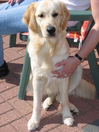 Golden Retriever Gina  2Jahre alt