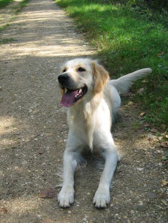 Golden Retriever Unsere Süsse Gina