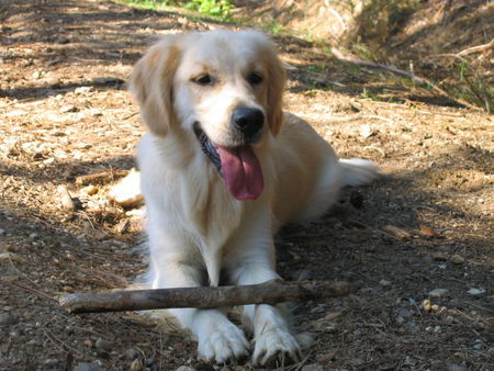 Golden Retriever unsere Gina