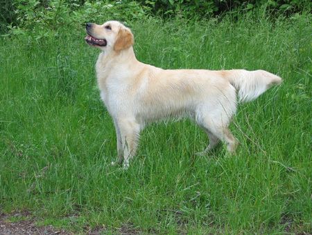 Golden Retriever Gina 3 Jahre