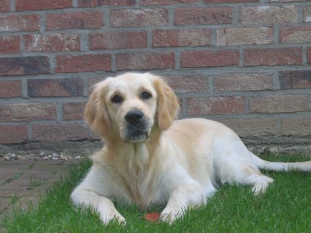 Golden Retriever Unsere Süsse Gina