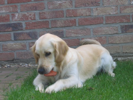 Golden Retriever Gina unser Sonnenschein