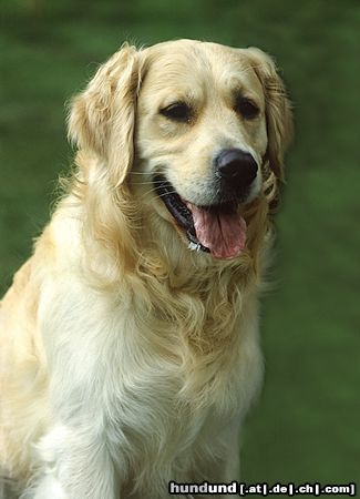 Golden Retriever Ein 