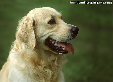 Golden Retriever Ein \