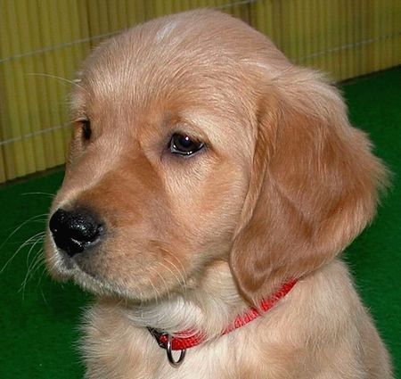 Golden Retriever TOPAS_9wochen