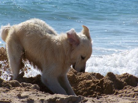 Golden Retriever Da fliegen die Ohren...