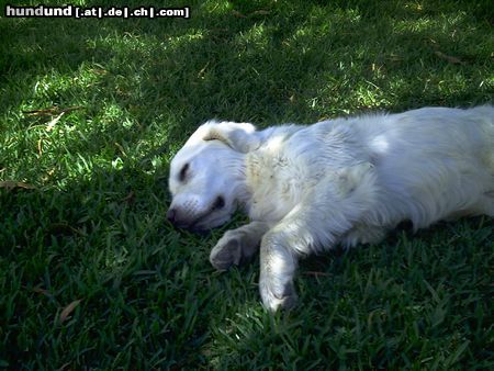 Golden Retriever Siesta