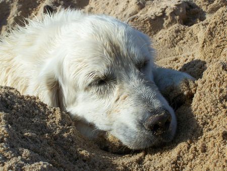 Golden Retriever Nico müde vom Buddeln