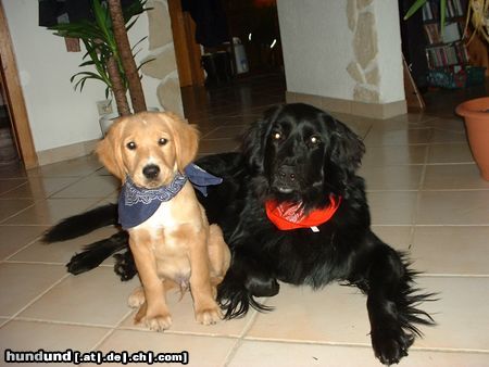 Golden Retriever Filou und Louis