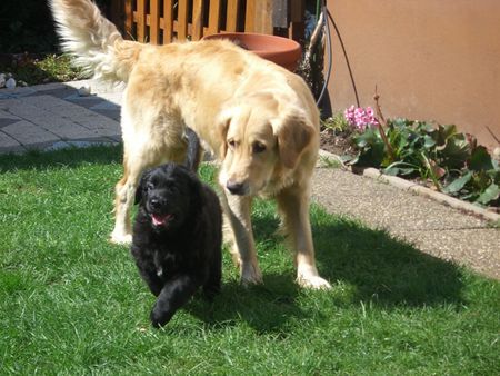 Golden Retriever Cory und ihr Sohn Robbie 04/06