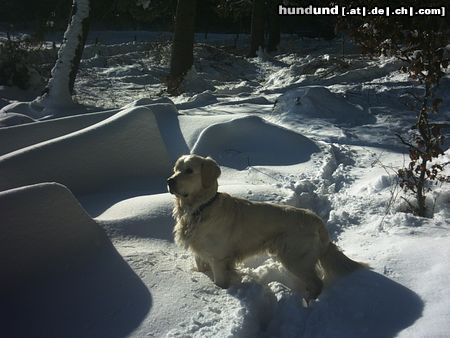 Golden Retriever So ein toller Winter!