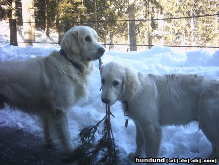 Golden Retriever Groß-Nico und Klein-Chili