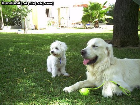 Golden Retriever Wuschel auf Besuch bei Nico in Andalusien