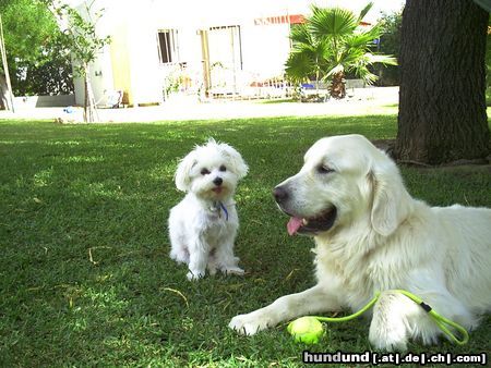 Golden Retriever Wuschel auf Besuch bei Nico in Andalusien II