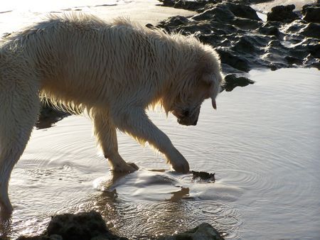 Golden Retriever Nico auf Krebsfang