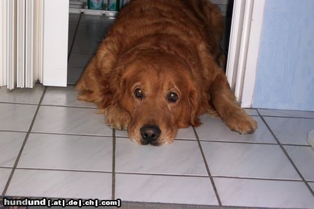 Golden Retriever Balou wartet geduldig auf den nächsten Spaziergang...