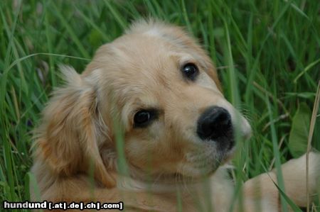 Golden Retriever Aragorn