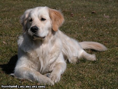 Golden Retriever AIKA