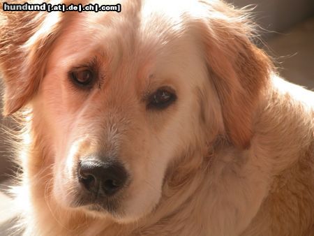 Golden Retriever Aika