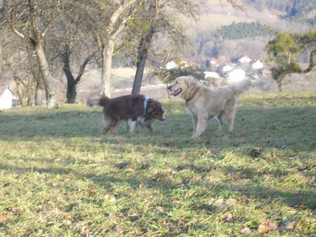 Golden Retriever