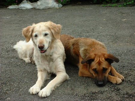 Golden Retriever Ich und mein Wohngenosse