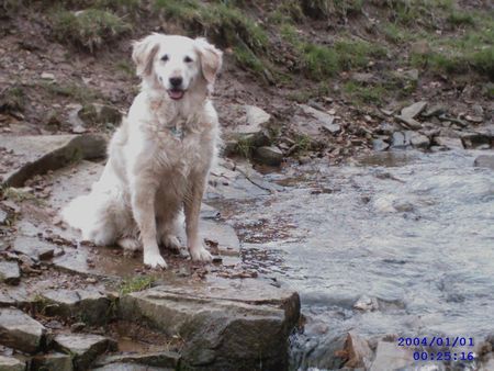 Golden Retriever Ich liebe wasser