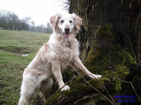 Golden Retriever Hallo.. =)