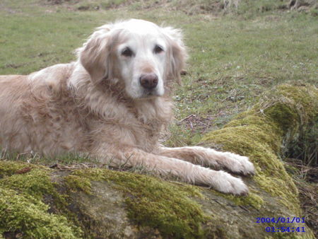 Golden Retriever ertmal hinlegen