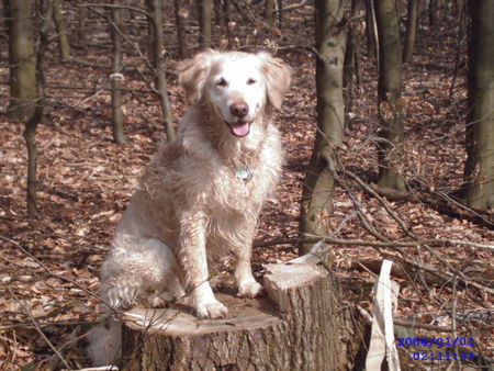 Golden Retriever schöön =)