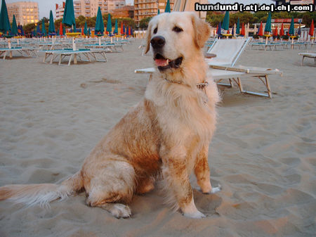 Golden Retriever Aris vom Eichberghof