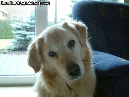 Golden Retriever Unser süßer Schatz Ayko