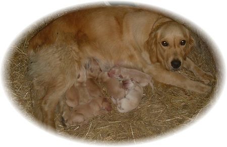 Golden Retriever Unsere Retriever-Welpen