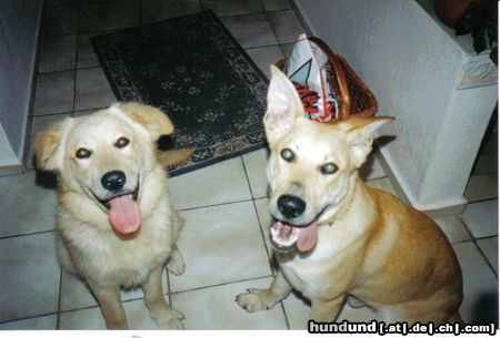 Golden Retriever Charly und Jack zwei brüder die so unterschiedlich sind (Goldi DSHmix)Die beiden sind aus einem Wurf.