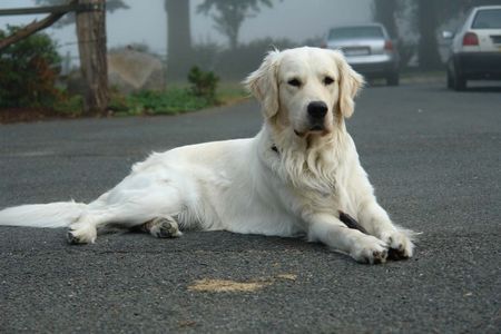 Golden Retriever Balou mit 2 Jahren