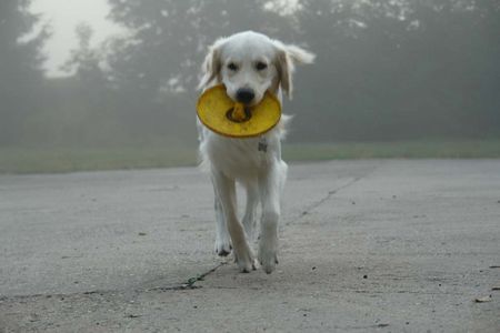 Golden Retriever Balou -mein Lieblingsspielzeug-