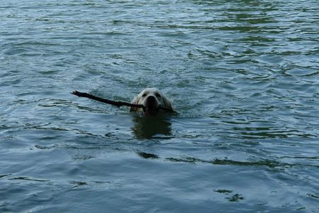 Golden Retriever Balou als Bademeister